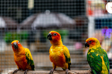 Lovebird sitting on the cage for sale.
