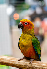 Lovebird sitting on the cage for sale.