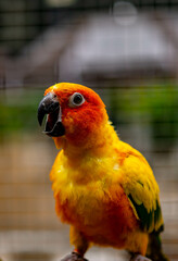 Lovebird sitting on the cage for sale.