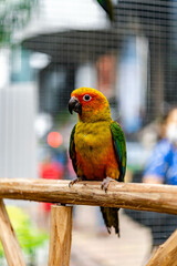 Lovebird sitting on the cage for sale.