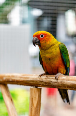 Lovebird sitting on the cage for sale.