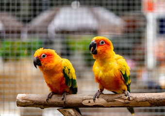 Lovebird sitting on the cage for sale.