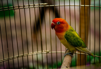 Lovebird sitting on the cage for sale.