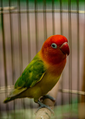 Lovebird sitting on the cage for sale.