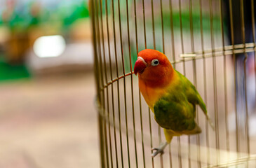 Lovebird sitting on the cage for sale.