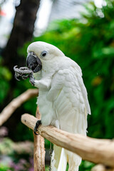 Close up shot on a Cockatoo (Cacatua alba)