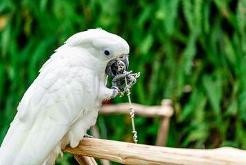 Close up shot on a Cockatoo (Cacatua alba)