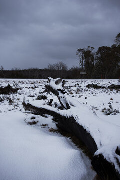 Snow settled on fallen tree