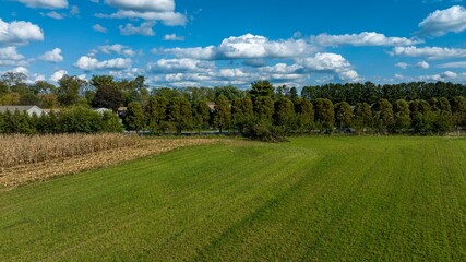 A Green Pastures with Cornfield and Tree Line under Blue Sky