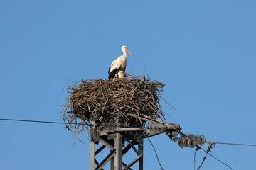 La Cicogna con il piccolo nel Nido sopra un traliccio della corrente 