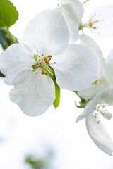 Big White flowers of blooming apple tree on white sky background, vertical, copy space