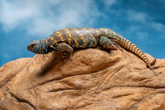 Uromastyx ornata or Ornate Mastigure endemic to the Middle East.