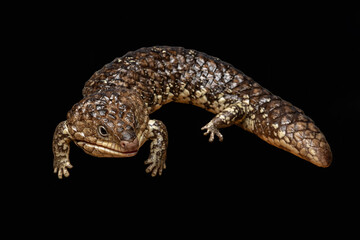 Shingleback Skink or Bobtail Lizard (Tiliqua rugosa) is a short-tailed, slow-moving species of Blue-tongued Skink, native to Australia.