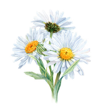 watercolor daisies white petals yellow centers