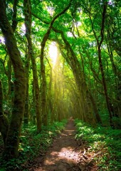 Naklejka premium path in the forest