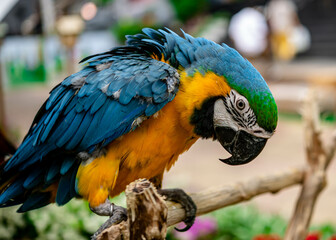 Parrot Macaw in blue and yellow color on the stick for show along the street side in Bangkok city.