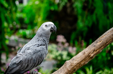 African grey parrot standing on the pearch for show