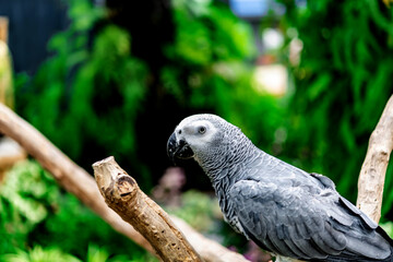 African grey parrot standing on the pearch for show