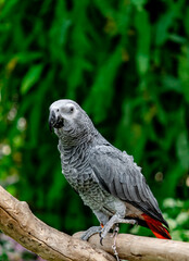 African grey parrot standing on the pearch for show