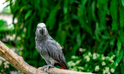 African grey parrot standing on the pearch for show