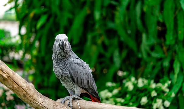 African grey parrot standing on the pearch for show