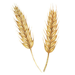 Wheat ears, stalks of barley golden cereal grain spikes. Watercolor illustration for bread, beer, whisky, malt, flour packaging, tags and labels. Symbol of Shavuot, Thanksgiving, Oktoberfest clipart