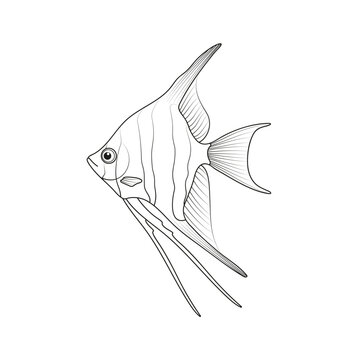 recommend clip art: Angelfish . Black and white vector illustration. Coloring.