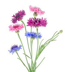 Group of colored cornflowers isolated on a white background. Bouquet of bachelor button flowers.