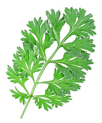 Medicinal wormwood isolated on a white background, view from above. Sagebrush sprig. Absinthe wormwood.