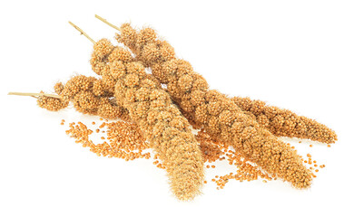 Twigs of Senegal millet and grains isolated on a white background. Yellow millet.