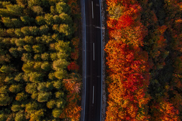 Autumn Aerial View of Road Through Vibrant Forest, Beautiful Fall Colors Landscape