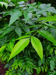 green leaves of a tree