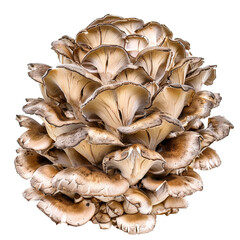 Fototapeta premium Maitake Mushroom Cluster with Layered Brown and White Caps