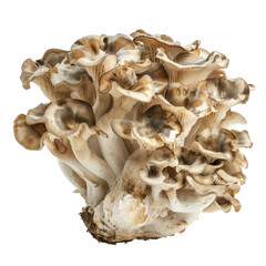 Close-up of a Fresh Maitake Mushroom on a White Background