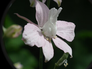 Obraz premium Piante