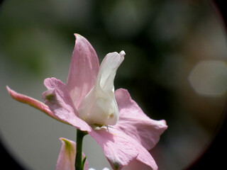 Fototapeta premium Piante