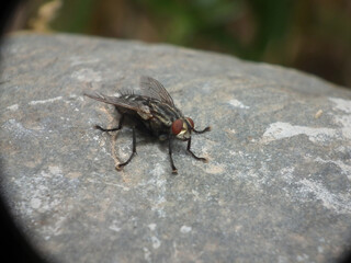 Mosca