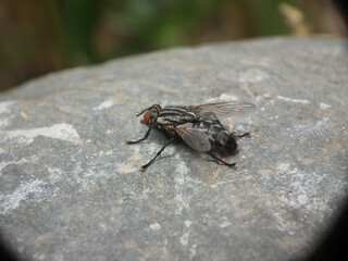 Mosca