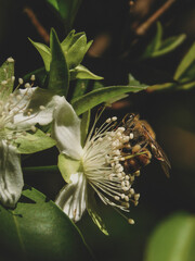 Bee on a white lime flower. 