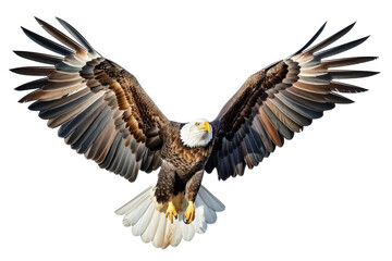 Obraz premium Majestic bald eagle in flight against a transparent sky