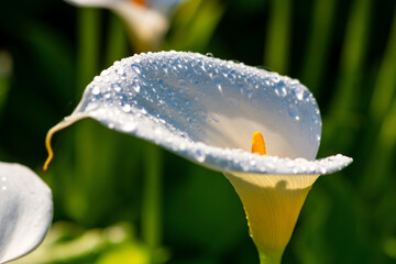 White Calla lily (Zantedeschia), symbol of love and popular flower for weddings and funerals. Macro...