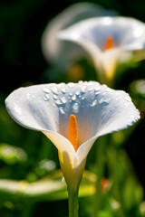 White Calla lilys (Zantedeschia), symbol of love and popular flower for weddings and funerals....