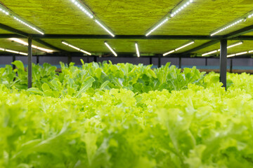 Hydroponic of lettuce farm growing in greenhouse for export to the market. Vegetables are growing in indoor farm. Plant vertical farms producing plant vaccines.