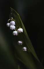 lilies of the valley,spring forest flowers with white buds and green trunk