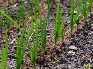 A close-up shot of green onions growing on a garden bed.