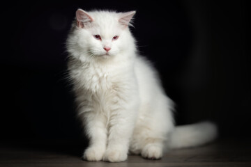 Obraz premium Cat Portraits 