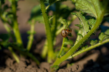 Striped beetle crawling on potato plant in a garden under bright sunlight