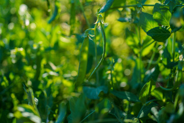 Green pea plants flourish in a sunlit garden during the warm summer afternoon