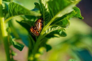 Beetles mating on a green potato plant under soft sunlight in a garden during late spring