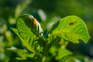 Detailed view of green leaves with orange larvae on a warm sunny day in a garden